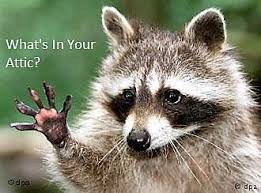 What S In Your Attic Wildlife X Team Is A Courageous Company That Has Its Customers Interests At Heart We Will Humanl Raccoon Funny Cute Raccoon Cute Animals