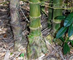 Image result for Bambusa balcooa