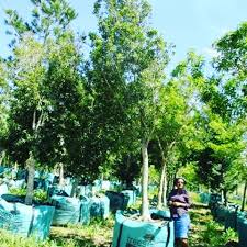 Image result for Rapanea melanophloeos