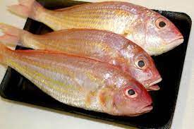 Roe, fish, animal, fishery, fishing, ikan cod, hatchery, sailfish, milkfish. Selangor Ikan Kerisi Ikan Sejuk Beku Versi Malay From C H Seah Fishery