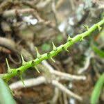 Image result for Tridactyle bicaudata