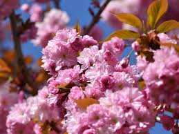 Spectacular Meaning And Symbolism Of Cherry Blossoms To Know Florgeous Cherry Blossom Flowers Cherry Blossom Symbolism Flower Meanings