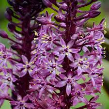 Image result for Andropogon eucomus