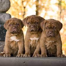 5 out of 5 stars. Dogue De Bordeaux Veterinaria Ginestreto