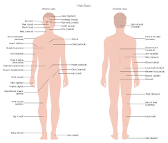 Check spelling or type a new query. Male Body