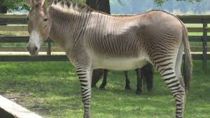 Image result for Zonotriche