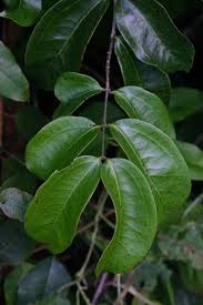 Image result for Strychnos lucens