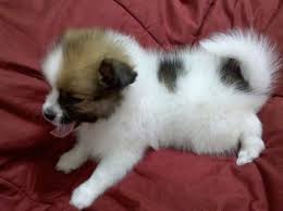 See pictures of the shiranians from around the world! Pomeranian Shih Tzu Mix Price Pets Lovers
