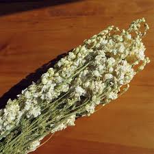 Check spelling or type a new query. Dried Larkspur Flowers Dark Blue