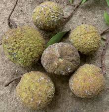 Image result for Dactyladenia