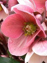 Looking for something to plant in that shady area of your garden? Helleborus Pink Frost Bluestone Perennials