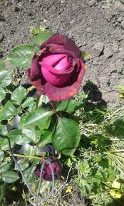 Dark Desire Hybrid Tea Plants Gardening Tips Garden