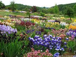 top 10 des pepinieres et jardins ou voir les plus beaux iris jardins plante verte fleurie et pepiniere