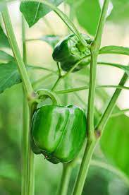 How To Grow Bell Peppers Plant Grow And Harvest Bell Pepper Plant Growing Bell Peppers Pepper Plants