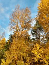 Makes an excellent street or lawn tree. Https Imgur Com Gallery Dqoykn4 Daily Https Imgur Com Dqoykn4 Jpg On A Naturewalk In My Town In Sweden 2019 10 20t18 00 19 309z Https Imgur Com Gallery Lkv0rqo Daily Https Imgur Com Vpjfequ Jpg Https Imgur Com 1jc8aoa Jpg Https Imgur