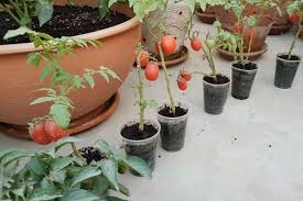 It should hold no fungal, bacterial, or viral diseases. Update Of My Tomato Plants In Small Plastic Cups Backyard Vegetable Gardens Plants Vegetable Garden Plan