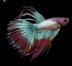 Fin or tail rot is a treatable and preventable disease. How To Tell The Difference Between Fin Rot And My Betta S Natural Fin Shape Colour Quora