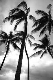 Black And White Palm Tree Pictures Paradise Iii Tropical Black White Palm Leaves Photography Fine Art Print Hawaii Palm Tre Palm Trees Wallpaper Leaf Photography Black And White Photo Wall