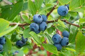 A strong plant in a good location needs little maintenance and will produce berries for many years. Deciding Which Blueberry Cultivars To Plant Alabama Cooperative Extension System