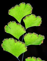 Image result for Adiantum vogelii