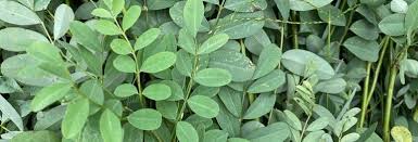 Image result for Indigofera kuntzei