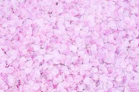 We did not find results for: Background Of Cherry Blossom Petals Stock Photo Picture And Royalty Free Image Image 23254760