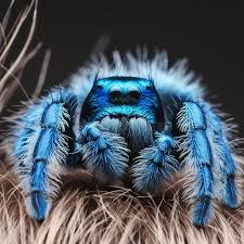 Image result for Blue Lightning 2006 Spider