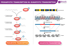 difference between prokaryotic and eukaryotic transcription