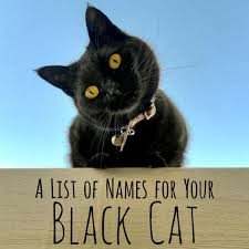 A unique, customized cat name. 250 Cool Unique And Creative Names For Your Black Cat Pethelpful