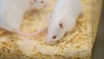  Researchers Reverse Alzheimer's in Mouse Models
