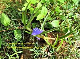 Image result for Cyanotis axillaris