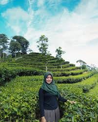 Berikut ini proses pembuatan teh. Rekomendasi 5 Kebun Teh Di Pulau Jawa Yang Ampuh Segarkan Mood Mu