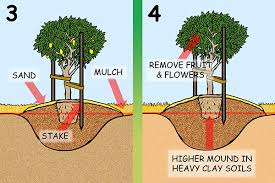 A platform mound is any earthwork or mound intended to support a structure or activity. Planting Citrus Trees Urban Food Garden