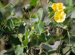 Image result for Abutilon hirtum