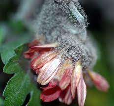 Gray mold (botrytis cinerea) is a highly destructive and common disease that can affect nearly any plant. Chrysanthemum Gray Mold Pacific Northwest Pest Management Handbooks