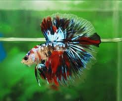 Live Fish Beauty Healthy Betta Candy Galaxy Koi Halfmoon Male Betta Betta Fish Pet Fish