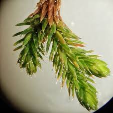 Image result for Selaginella nivea