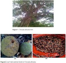 Image result for Treculia