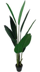Arbre D Oiseaux De Paradis Canvas 5 Pi Canadian Tire Birds Of Paradise Canadian Tire Plastic Pots