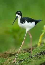 Hawaiian Stilt 2 12 14 Kihei Maui Com Imagens Passaros Exoticos Passaros Coloridos Aves