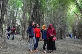 Sebut saja taman sakura surabaya. Hutan Bambu Dan Taman Sakura Keputih Sukolilo Surabaya 2021 All You Need To Know Before You Go Tours Tickets With Photos Tripadvisor
