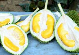 We did not find results for: How To Plant Durian King Musang Steemit