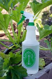 Check spelling or type a new query. How To Get Rid Of Powdery Mildew Organic Treatment The Art Of Doing Stuff