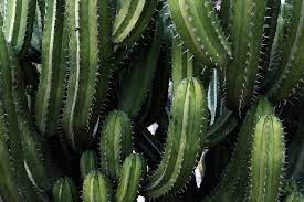 The big e, west springfield: The Happy Cactus Goods And Gifts Home Facebook