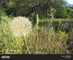 Dandelion contains chemicals that may increase urine production, prevent crystals from forming in the urine, and decrease swelling (inflammation). Spanish Dandelion Image Photo Free Trial Bigstock