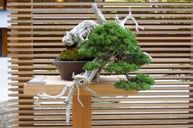 Portland nursery has everything you need to make your home and garden your favorite destination—from trees and shrubs, to bonsai, houseplants, perennials, natives, annuals, grasses, herbs and seeds—plus all a gardener needs for healthy, happy plants including potting soil and amendments, tools, furniture and pottery at two convenient locations. Bonsai From The Portland Japanese Gardens Bonsaiporn