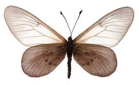 Image result for Chamaecrista zambesica