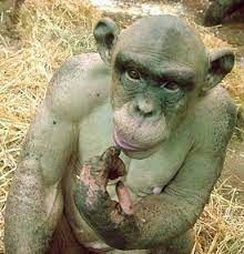 Amazing Animal Ashes The Hairless Monkey Hairless Animals Monkey Animals