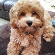 We also breed f1b generations, which are f1 irish doodles x miniature poodle. Our Puppies Hillside Paws For Life