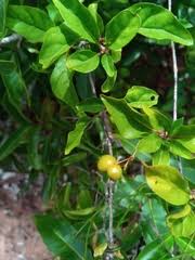 Image result for Mostuea brunonis